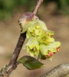 Corylopsis sinensis