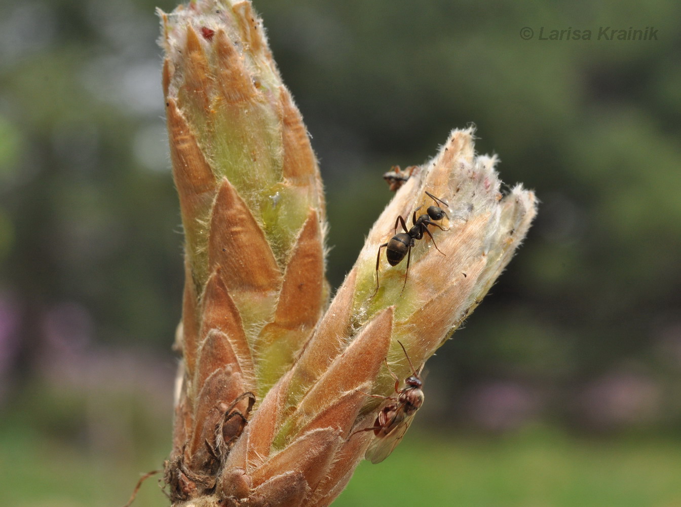 Изображение особи Quercus dentata.