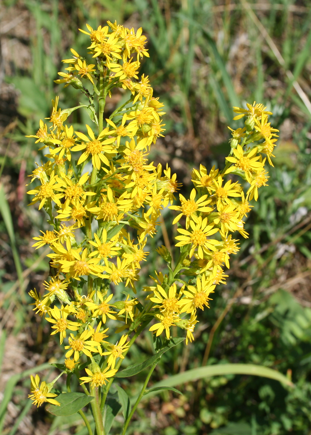 Изображение особи Solidago virgaurea.