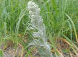 Artemisia stelleriana