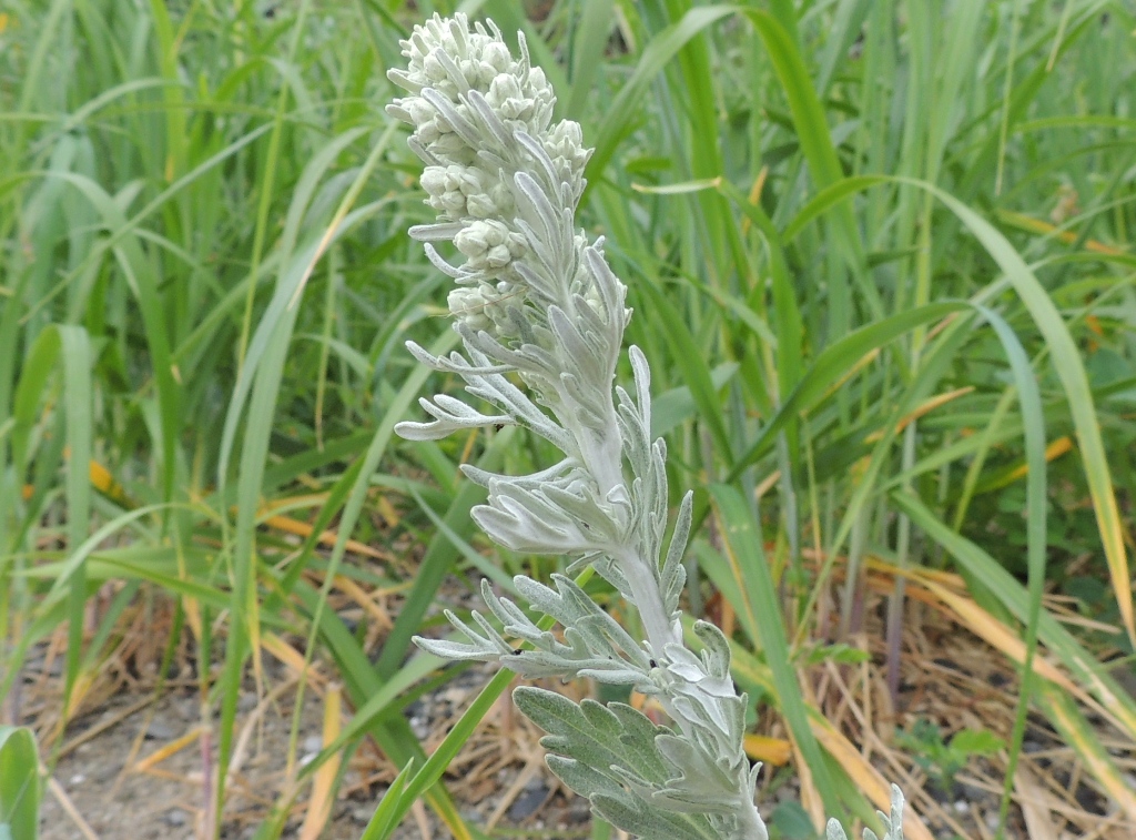 Изображение особи Artemisia stelleriana.