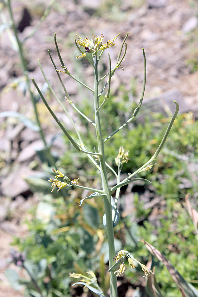 Изображение особи Chalcanthus renifolius.