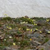 Papaver pseudocanescens