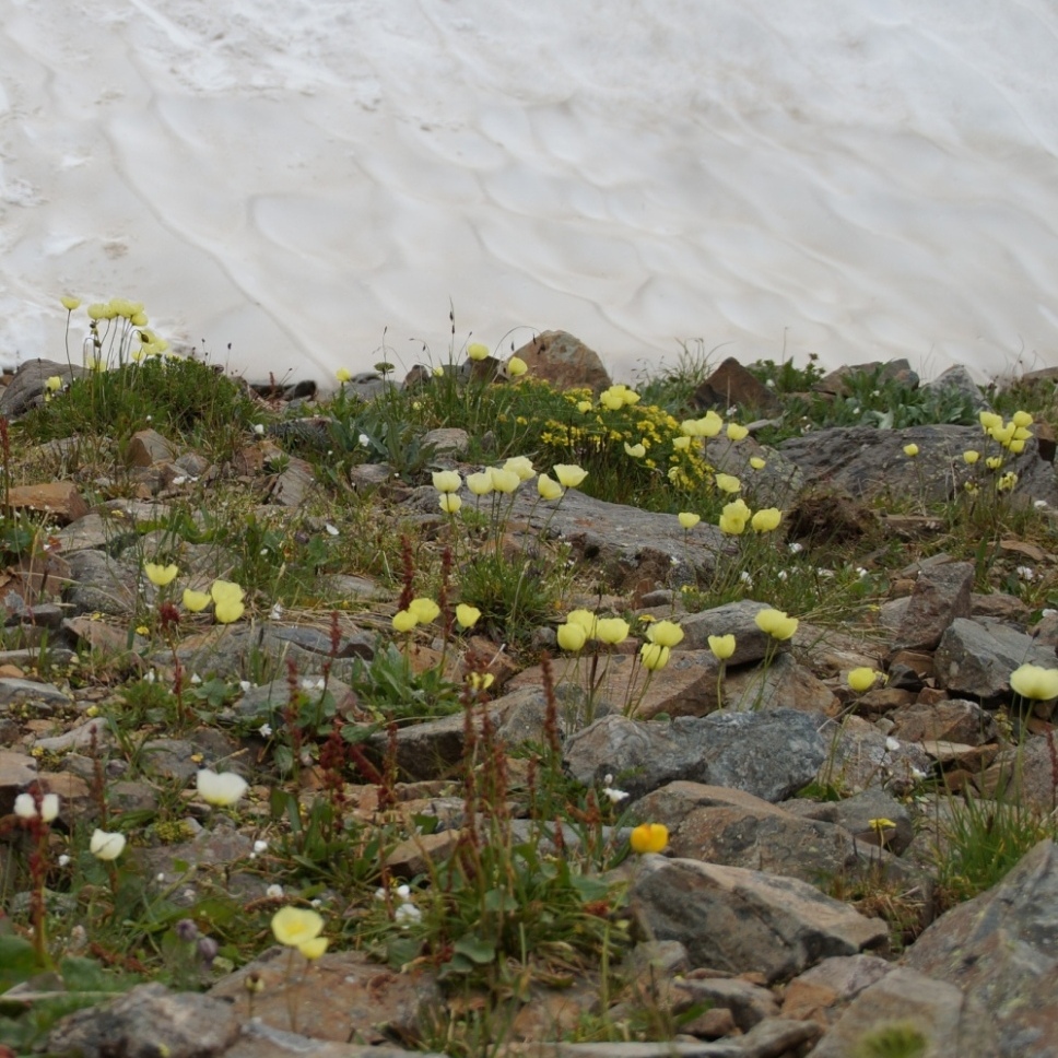 Image of Papaver pseudocanescens specimen.