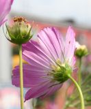 Cosmos bipinnatus