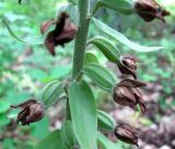 Epipactis condensata