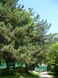 Pinus pallasiana. Взрослые растения. Ставропольский край, г. Кисловодск, Крестовая гора, на территории санатория им. М. Горького, в посадках (43°53′56,78″ с.ш., 42°43′14,38″ в.д.). 05.06.2014.