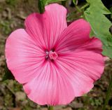 Malva trimestris