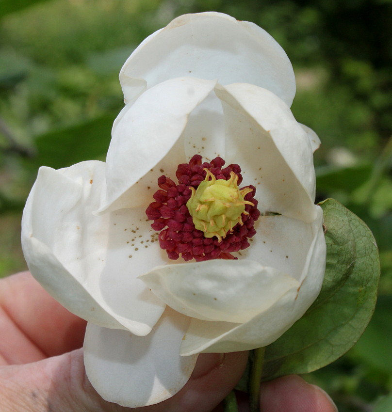 Изображение особи Magnolia sieboldii.