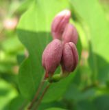 Lonicera tatarica