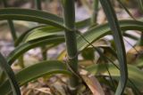 Allium ampeloprasum