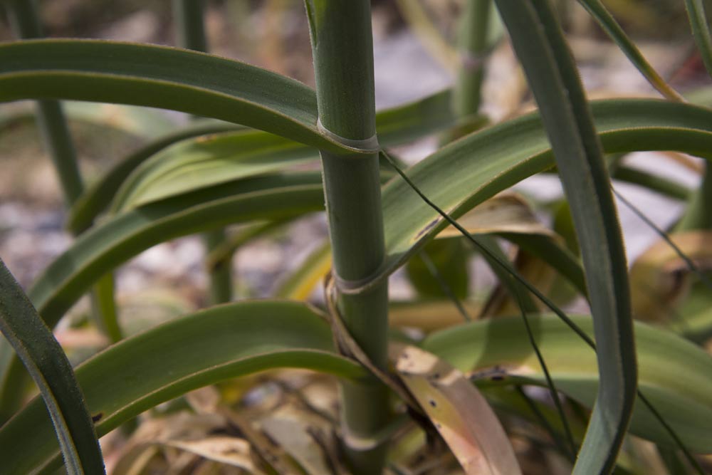 Image of Allium ampeloprasum specimen.