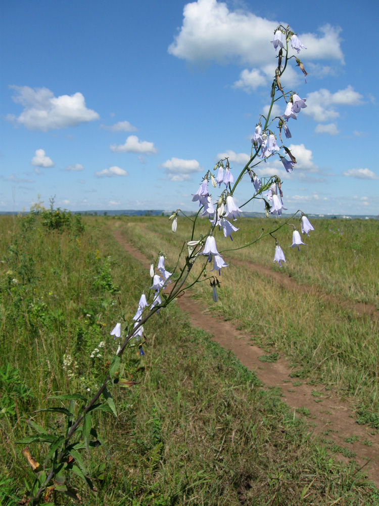 Изображение особи Adenophora liliifolia.