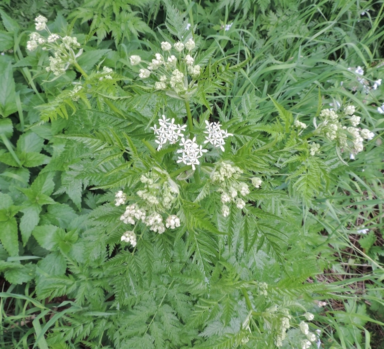 Изображение особи Anthriscus sylvestris.