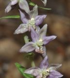 Epipactis helleborine subspecies degenii. Часть соцветия. Греция, Пиерия, Олимп (Όλυμπος). 20.07.2014.