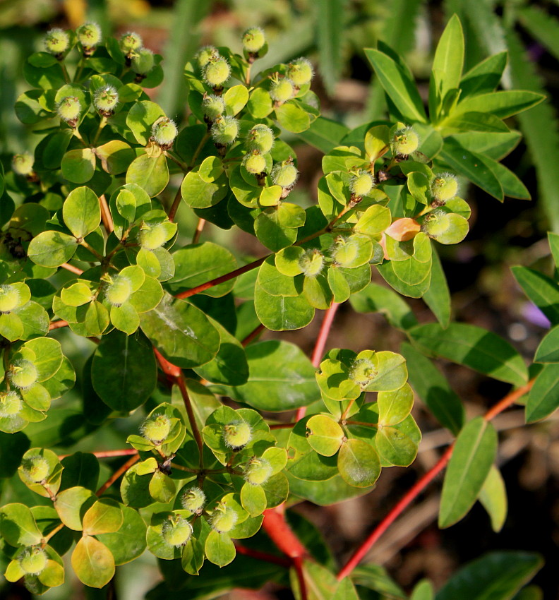 Изображение особи Euphorbia villosa.