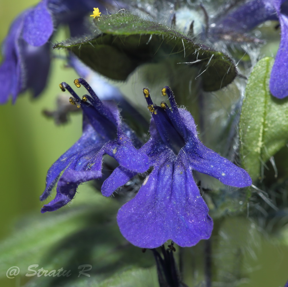 Image of Ajuga genevensis specimen.