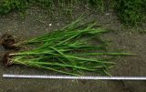 Iris ruthenica