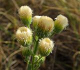 genus Erigeron. Соцветия. Татарстан, Ютазинский р-н. 18.08.2014.