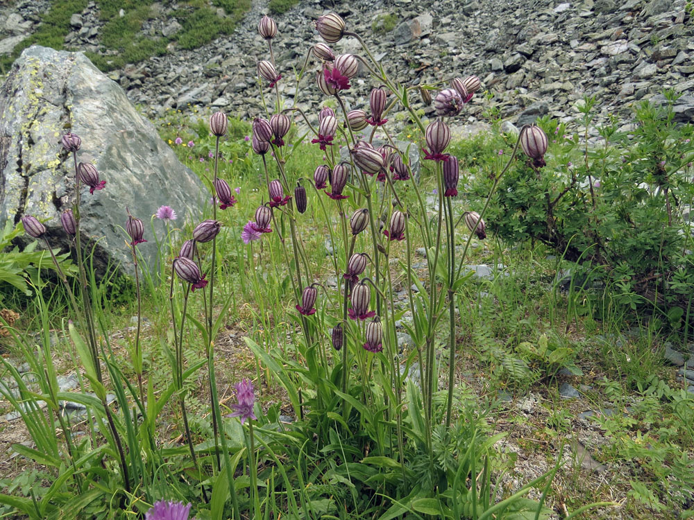 Изображение особи Gastrolychnis tristis.