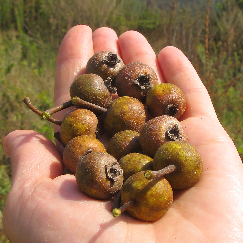 Image of Pyrus caucasica specimen.