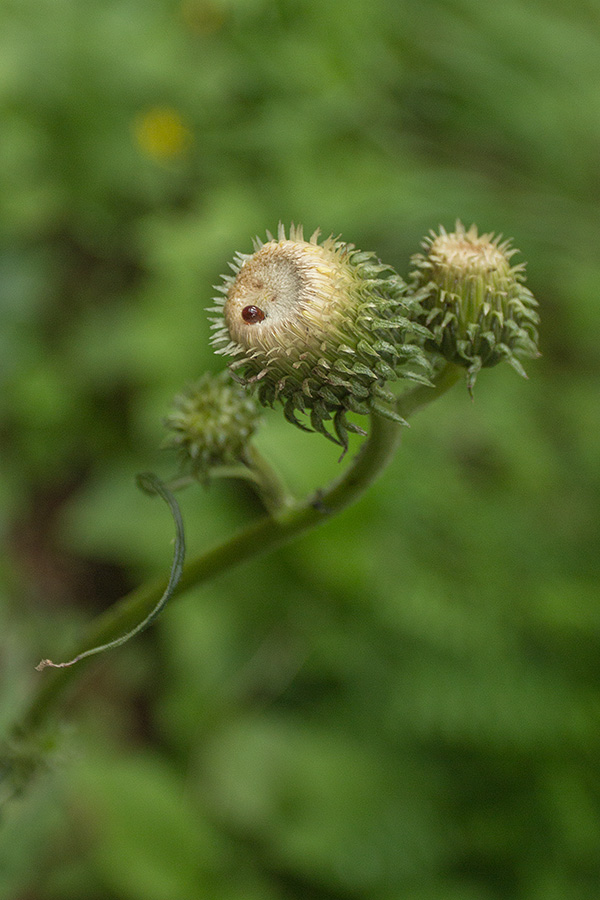 Image of Cirsium erisithales specimen.