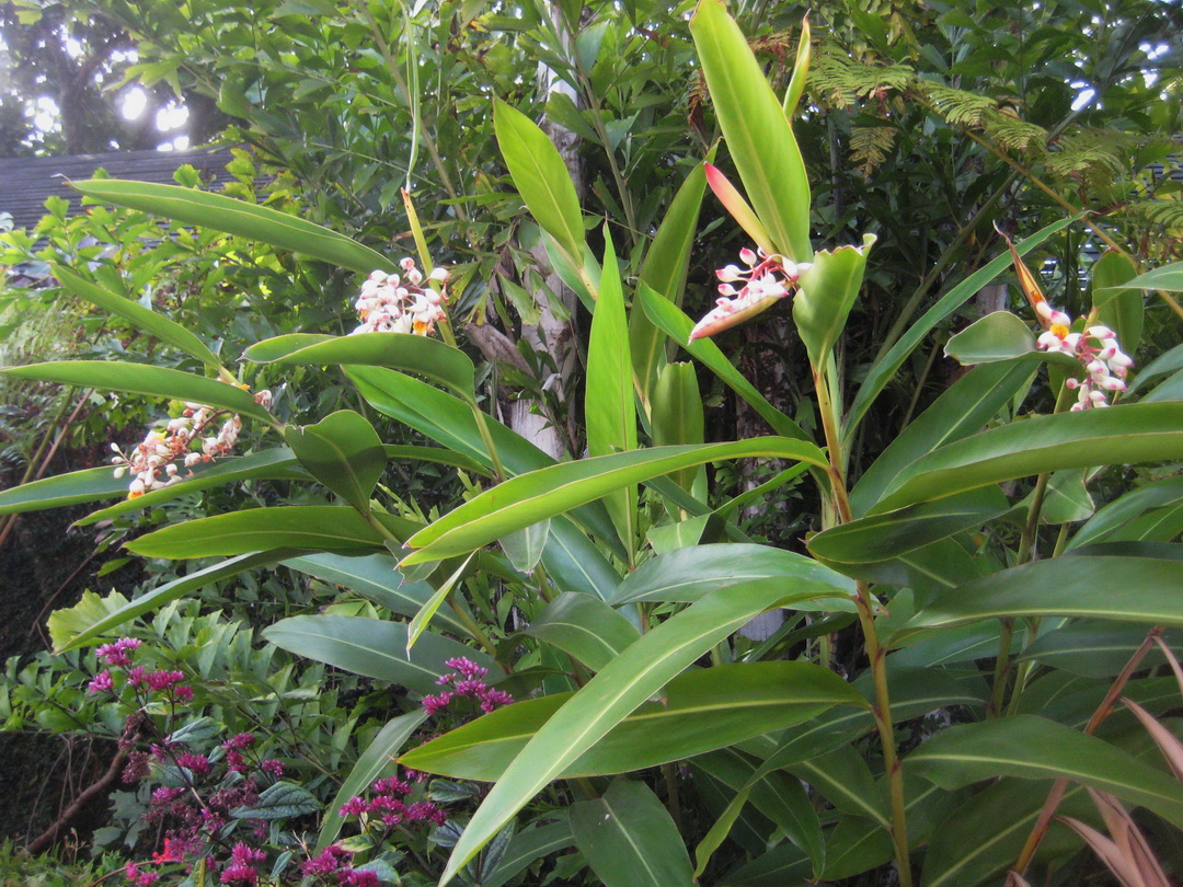 Image of Alpinia zerumbet specimen.