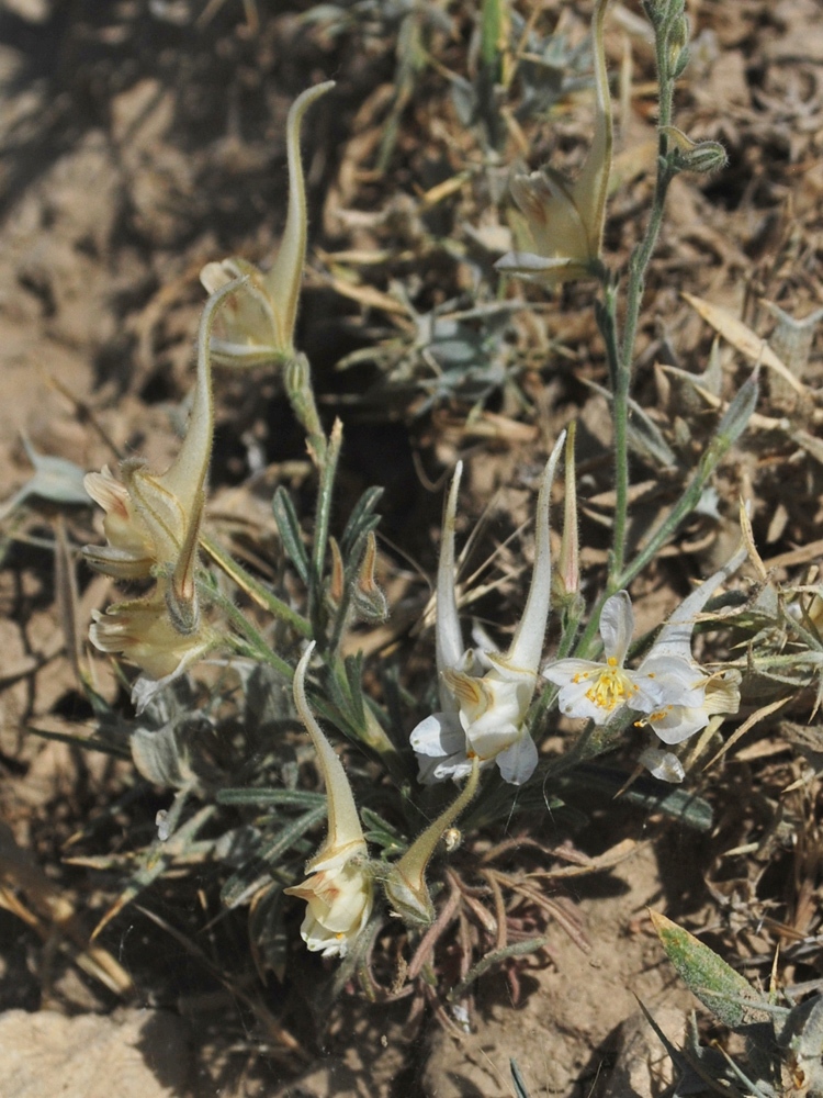 Image of Delphinium stocksianum specimen.