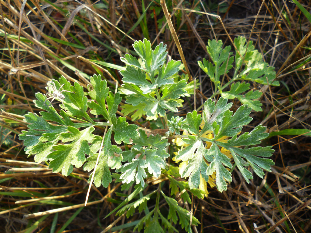 Image of Artemisia absinthium specimen.