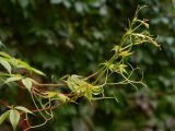 Parthenocissus quinquefolia. Верхушки молодых побегов с усиками, ищущими опору. Старый Петергоф, парк \"Сергиевка\", конец сентября.