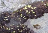 Pinguicula vulgaris
