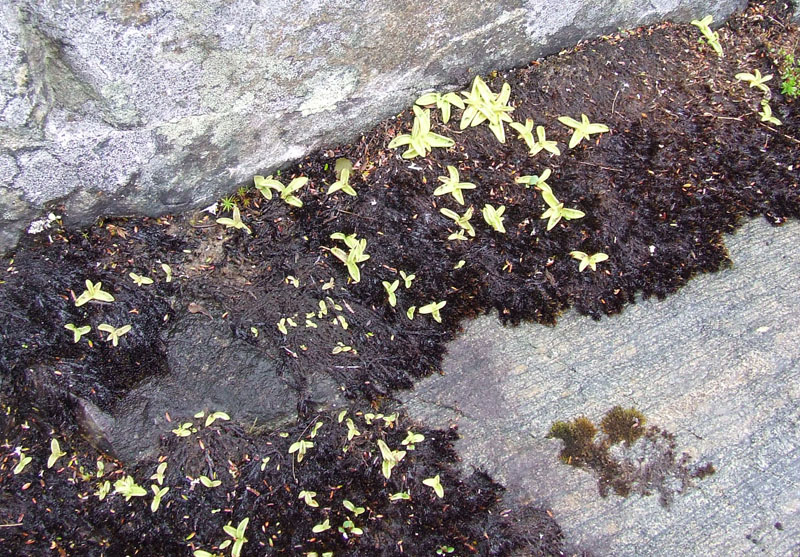 Изображение особи Pinguicula vulgaris.