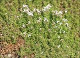 Asperula cretacea. Цветущее растение. Черноморское побережье Кавказа, Анапский р-н, окр. с. Большой Утриш, осыпной склон близ автостоянки. 24 июня 2014 г.