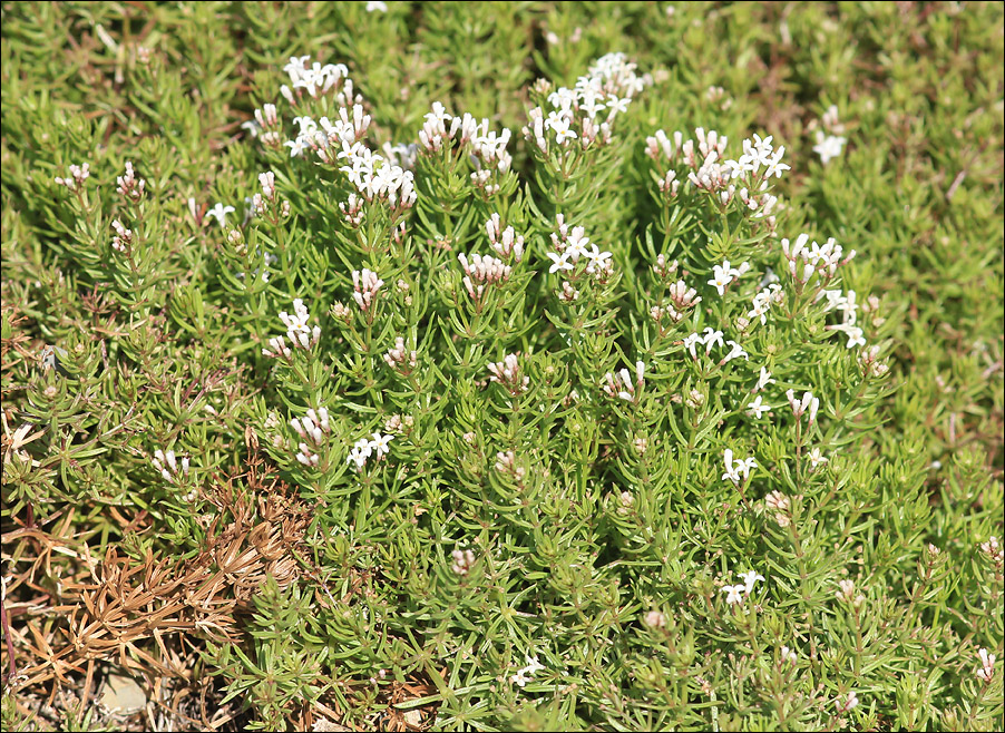 Image of Asperula cretacea specimen.