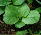 Bergenia crassifolia. Молодое растение. Московская обл., Раменский р-н, окр. дер. Хрипань, садовый участок. 16.08.2014.