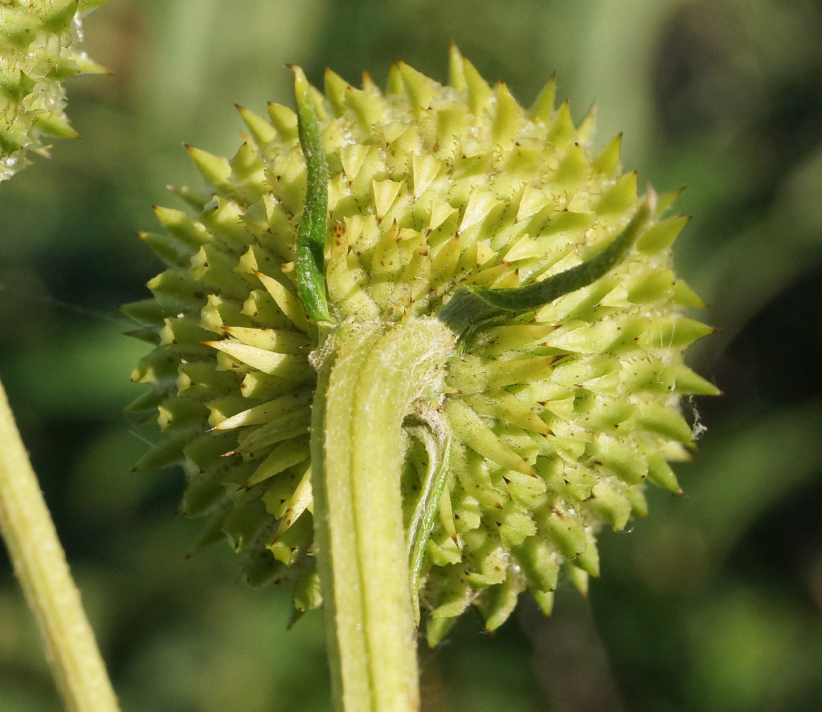 Image of Alfredia cernua specimen.