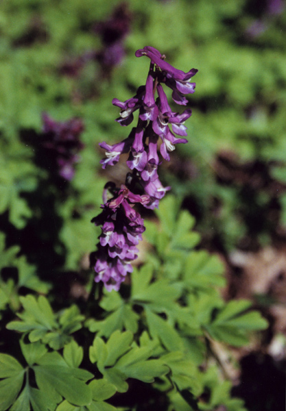 Изображение особи Corydalis cava.