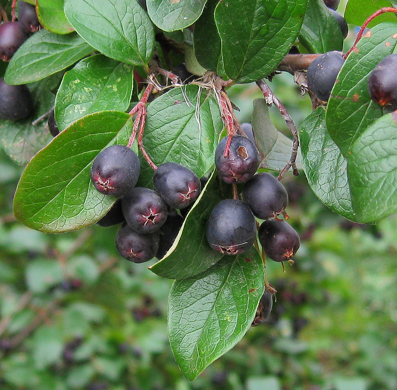 Image of Cotoneaster lucidus specimen.