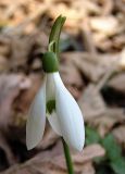 Galanthus woronowii