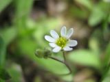 Erophila verna