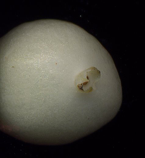 Image of Symphoricarpos albus var. laevigatus specimen.