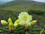 Rhododendron aureum