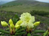 Rhododendron aureum. Соцветия с бутонами и распустившимися цветками. Иркутская обл., Бодайбинский р-н, каменистый склон гольца на высоте более 1000 м н.у.м. 18.06.2008.