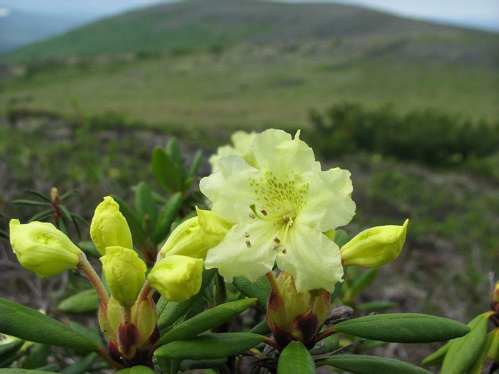 Image of Rhododendron aureum specimen.