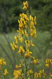 Genista tinctoria. Ветвь соцветия. Белгородская обл., окр. пос. Борисовка. 30.06.2009.