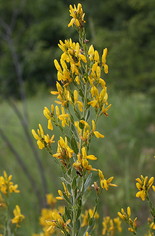 Изображение особи Genista tinctoria.