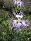 Dianthus superbus