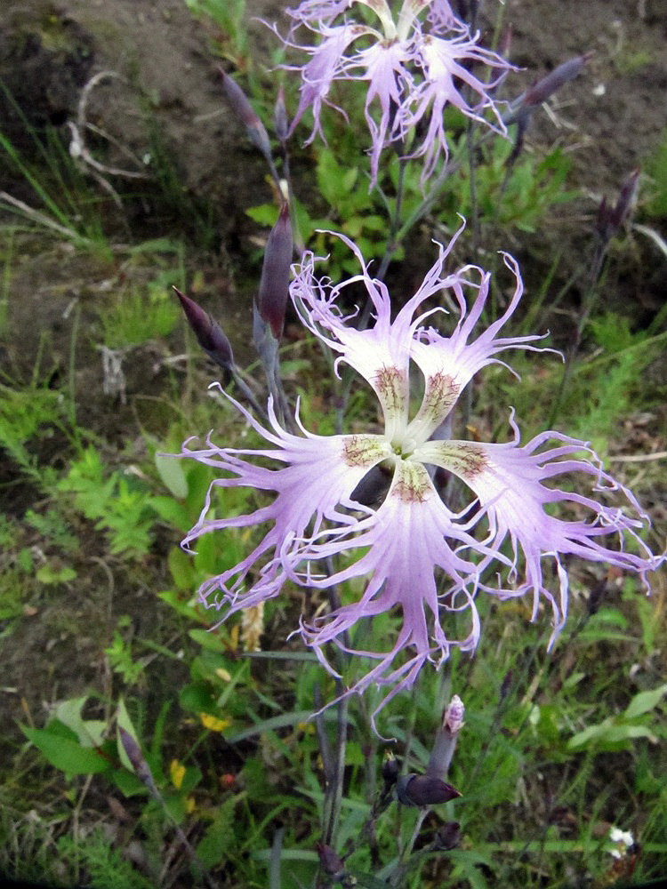 Изображение особи Dianthus superbus.