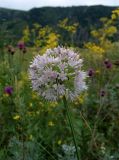 Allium nutans