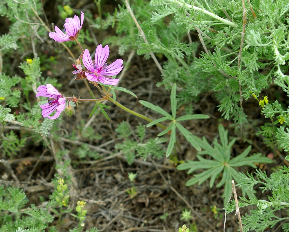 Image of Geranium transversale specimen.